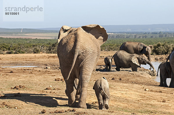 Afrikanische Elefanten (Loxodonta africana)  Elefantenmutter mit Jungtier am Wasserloch  Addo-Elefanten-Nationalpark  Südafrika
