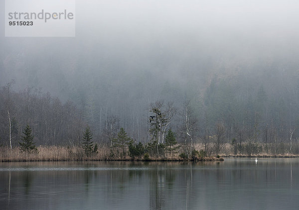 Nebelstimmung am Almsee lake  Grünau  Almtal  Salzkammergut  Oberösterreich  Österreich  Europa