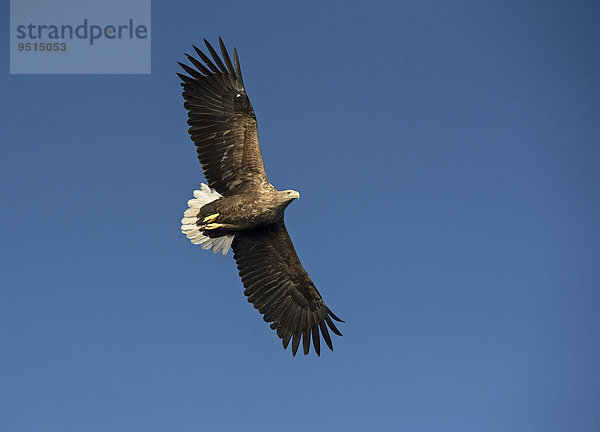 Seeadler (Haliaeetus albicilla)  Lofoten  Norwegen  Europa