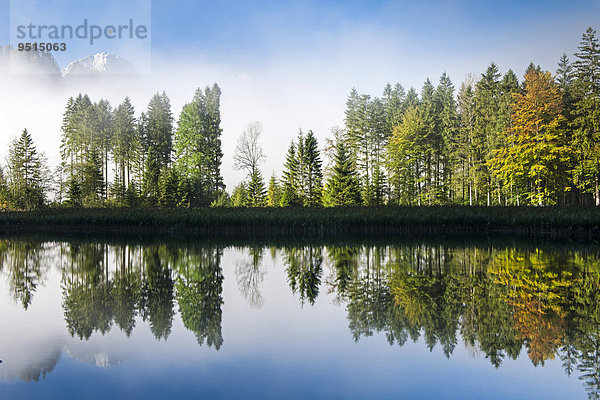 Almsee lake  Bäume mit Spiegelung im Herbst  Grünau  Almtal  Salzkammergut  Oberösterreich  Österreich  Europa