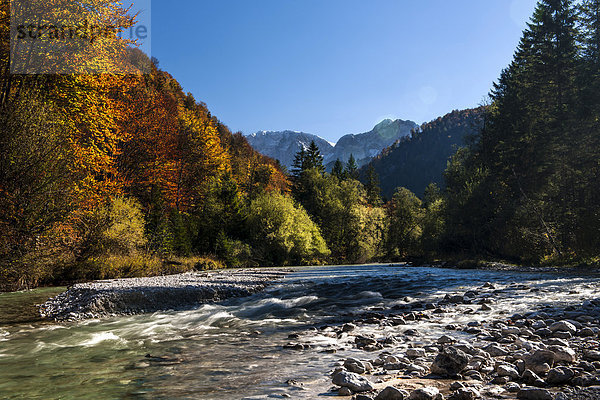 Alm  Almfluss im Herbst  Grünau  Almtal  Salzkammergut  Oberösterreich  Österreich  Europa