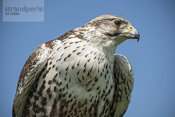 Sakerfalke (Falco cherrug)  captive  Kärnten  Österreich  Europa