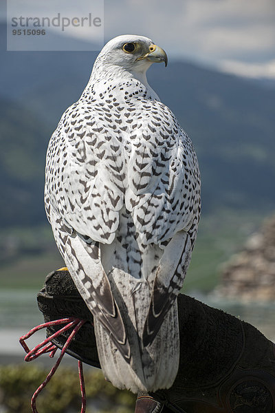 Gerfalke (Falco rusticolus)  captive  Kärnten  Österreich  Europa