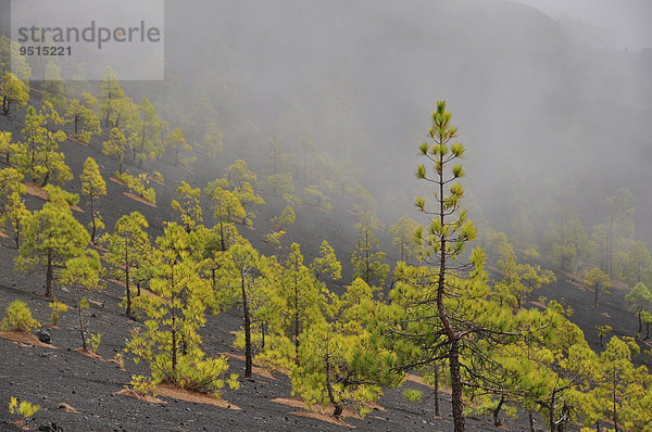 Kanarische Kiefern (Pinus canariensis)  Lavaasche  Nebel  Llanos de Jable  La Palma  Kanarische Inseln  Spanien  Europa