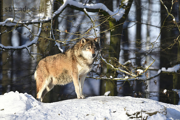 Männlicher Leitwolf  Alphawolf  Timberwolf  Kanadischer Wolf (Canis lupus occidentalis) im Schnee  hält Ausschau  captive  Baden-Württemberg  Deutschland  Europa