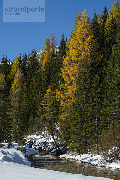 Herbst im Naturpark Riedingtal  Herbstverfärbung der Lärchen  erster Schnee  Riedingbach  Zederhaus  Lungau  Salzburg  Österreich  Europa