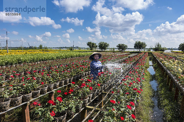 Arbeiterin bewässert die Blumen  Gärtnerei  Sa dec  Long Xuyen  Mekong Delta  Vietnam  Asien