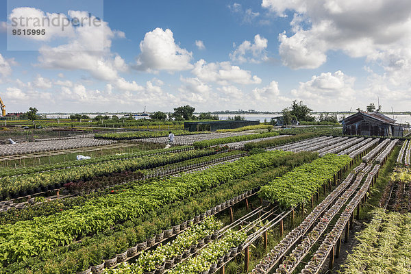 Gärtnerei mit Blumenzucht für den weltweiten Verkauf  Sa dec  Long Xuyen  Mekong Delta  Vietnam  Asien