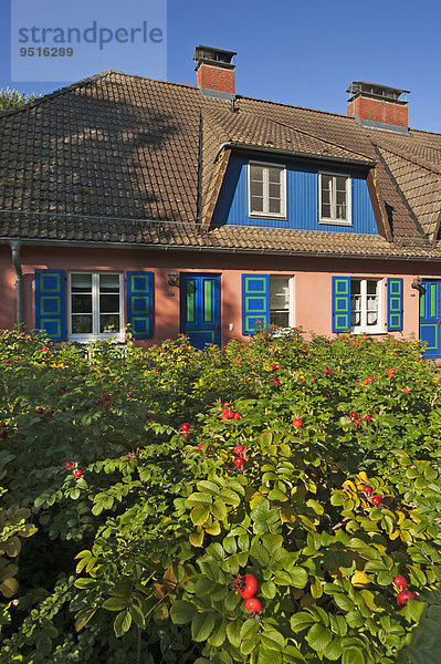 Ferienhaus  vorne eine Kartoffel-Rose (Rosa rugosa) mit Hagebutten  Ahrenshoopo  Darß  Fischland-Darß-Zingst  Mecklenburg-Vorpommern  Deutschland  Europa