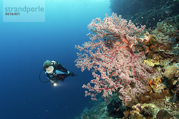 Taucher an Korallenriff-Steilwand betrachtet Buschige Weichkoralle (Siphonogorgia godeffroyi)  Great Barrier Reef  Pazifik  Australien  Ozeanien