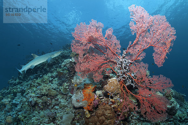 Weißspitzen-Riffhai (Triaenodon obesus)  Melithaea-Gorgonie (Melithaea ochracea)  verhangen mit Sediment  Great Barrier Reef  Pazifik  Australien  Ozeanien