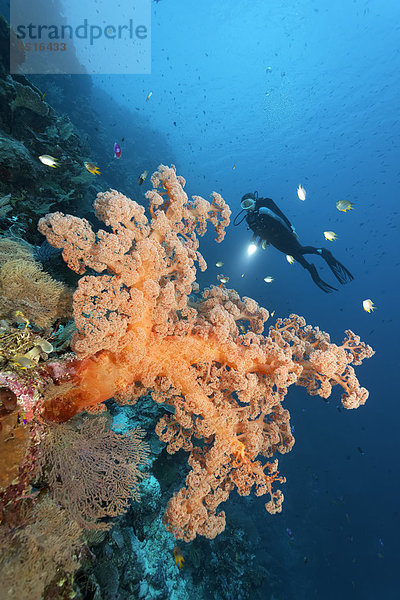 Taucher an Korallenriff-Steilwand betrachtet große Weichkoralle (Dendronephthya sp.)  Riffbarsche (Amblyglyphidodon aureus)  Great Barrier Reef  Pazifik  Australien  Ozeanien