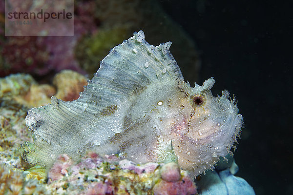 Schaukelfisch (Taenianotus triacanthus)  Great Barrier Reef  Pazifik  Australien  Ozeanien