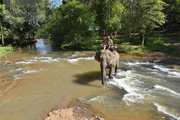 Elefantentrekking im Dschungel  Mahut auf Elefant beim Durchqueren eines Flusses über Wasserfall  Banlung  Provinz Ratanakiri  Kambodscha  Asien