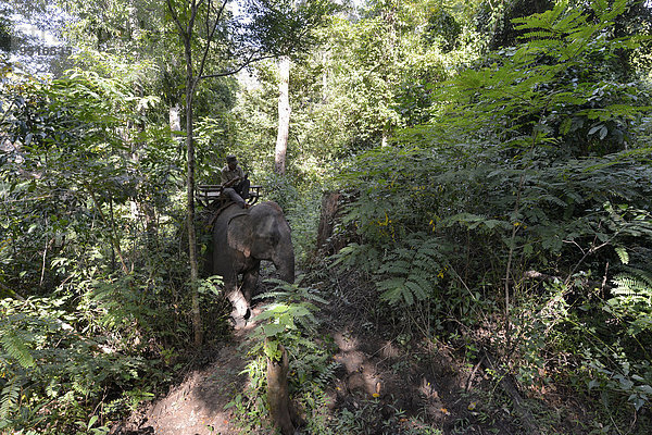 Elefantentrekking im Dschungel  Mahut auf Elefant  Banlung  Provinz Ratanakiri  Kambodscha  Asien