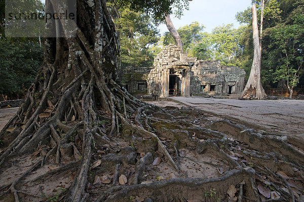 Von einer Würgefeige (Ficus virens) überwachsenene Tempelanlage Ta Prohm  Region Angkor  Siem Reap  Kambodscha  Asien