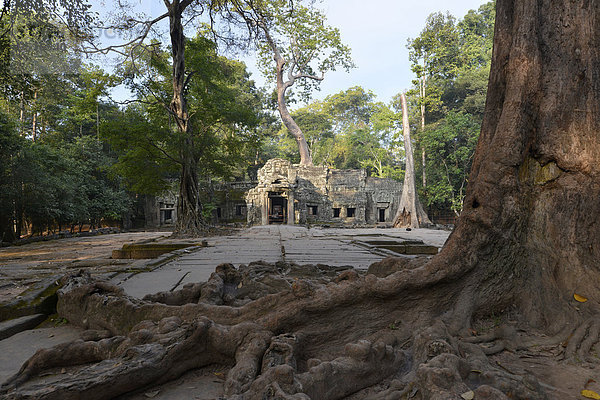 Von einer Würgefeige (Ficus virens) überwachsenene Tempelanlage Ta Prohm  Region Angkor  Siem Reap  Kambodscha  Asien