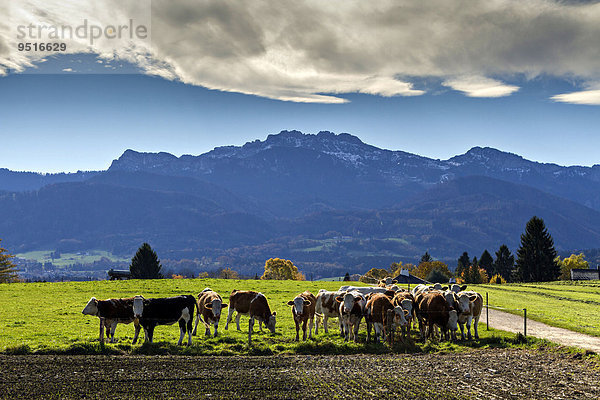 Kühe auf der Weide vor der Kampenwand  Oberbayern  Deutschland  Europa