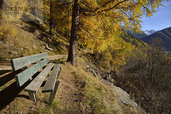 Sitzbank vor herbstfarbenen Lärchen  Zernez  Unterengadin  Kanton Graubünden  Schweiz  Europa