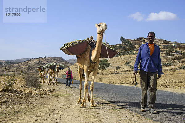 Kamel-Karawane auf der Straße von Asmarra nach Qohaio  Eritrea  Afrika