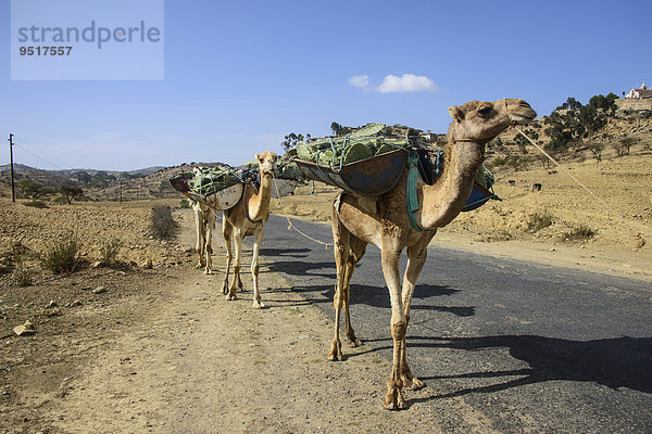 Kamel-Karawane auf der Straße von Asmarra nach Qohaio  Eritrea  Afrika