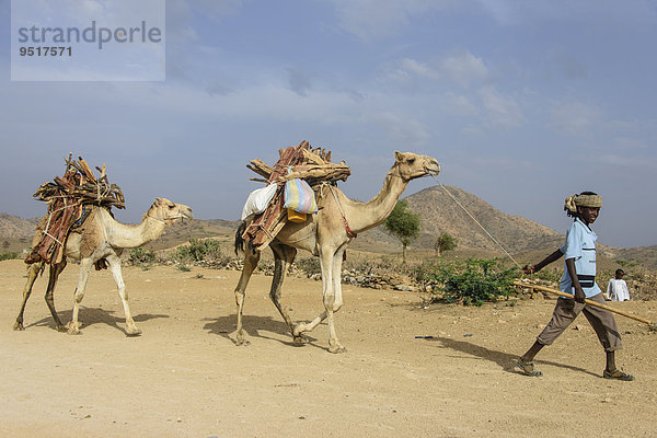 Mit Brennholz bepackte Kamele und ein Junge in Keren  Eritrea  Afrika
