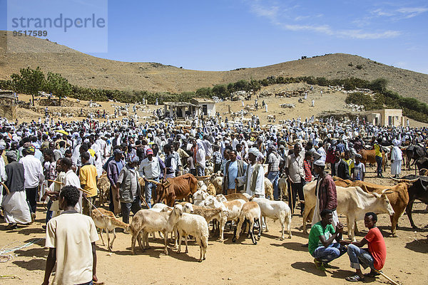 Montagsmarkt  Tiermarkt  Keren  Eritrea  Afrika