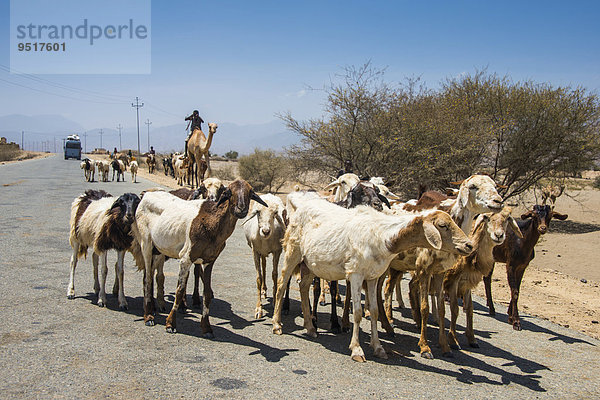 Tierherden auf der Straße im Flachland  Eritrea  Afrika