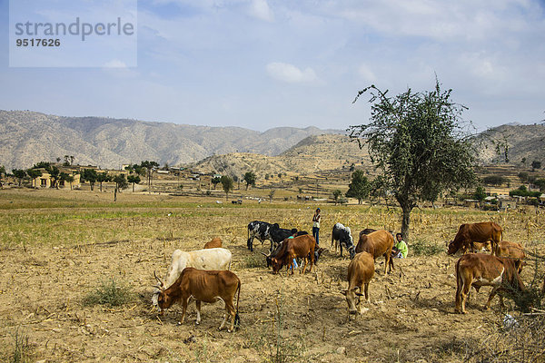 Kühe grasen an der Straße von Massawa nach Asmarra  Eritrea  Afrika