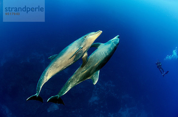 Zwei große Tümmler  Tursiops truncatus  Socorro Islands  Mexiko  Amerika