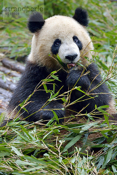 Großer Panda (Ailuropoda melanoleuca) beim Fressen von Bambusblättern  captive  Forschungszentrum für Pandazucht  Chengdu  Provinz Sichuan  China  Asien