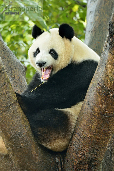 Großer Panda (Ailuropoda melanoleuca) auf Baum sitzend  captive  Forschungszentrum für Pandazucht  Chengdu  Provinz Sichuan  China  Asien