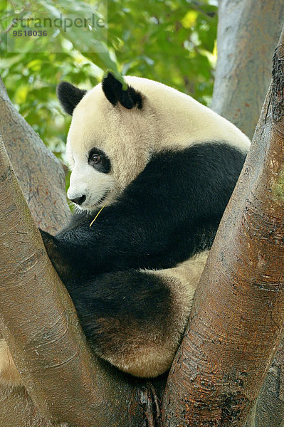 Großer Panda (Ailuropoda melanoleuca) auf Baum sitzend  captive  Forschungszentrum für Pandazucht  Chengdu  Provinz Sichuan  China  Asien