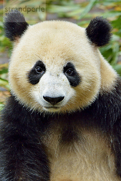 Großer Panda (Ailuropoda melanoleuca)  captive  Forschungszentrum für Pandazucht  Chengdu  Provinz Sichuan  China  Asien