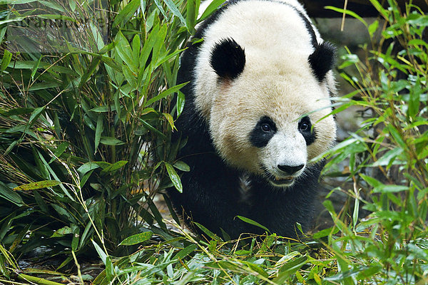 Großer Panda (Ailuropoda melanoleuca)  captive  Forschungszentrum für Pandazucht  Chengdu  Provinz Sichuan  China  Asien