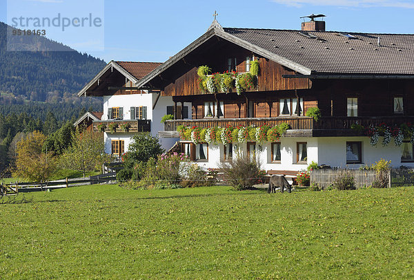 Bauernhaus im oberbayerischen Stil mit Holzaufbau  Balkon mit Blumenschmuck  bei Fischbachau  Leitzachtal  Bayern  Deutschland  Europa