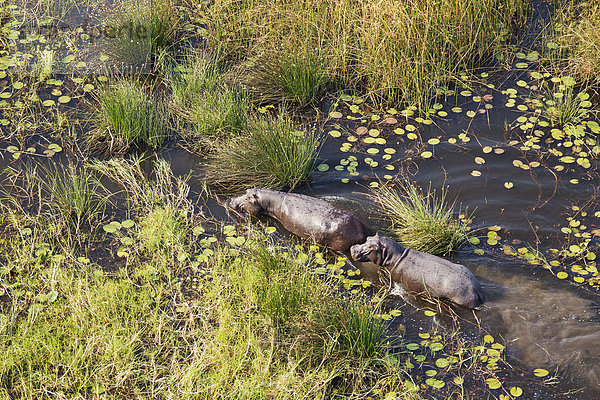 Flusspferde (Hippopotamus amphibius)  in einem Süßwasser-Sumpf  Luftaufnahme  Okavango Delta  Moremi-Wildreservat  Botswana  Afrika