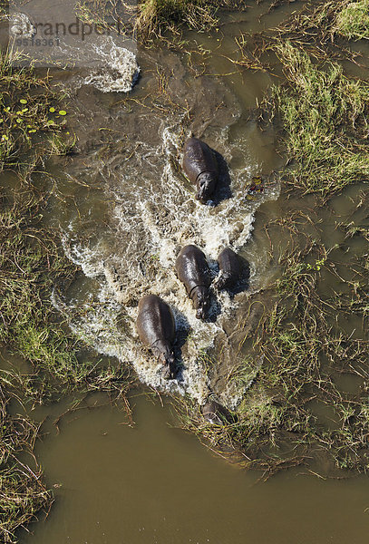 Flusspferde (Hippopotamus amphibius)  Zuchtherde in einem Süßwasser-Sumpf  Luftaufnahme  Okavango Delta  Moremi-Wildreservat  Botswana  Afrika