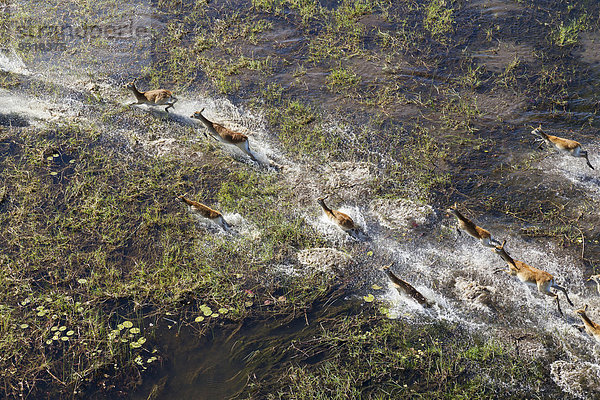 Luftaufnahme  Rote Letschwes auch Rote Lechwes (Kobus leche leche)  Herde rennend in einem Frischwasser-Sumpfgebiet  Okavango-Delta  Botswana  Afrika