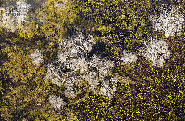 Tote Bäume in einem Süsswassersumpf  Luftaufnahme  Okavango Delta  Botswana  Afrika