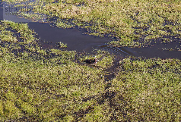 Flusspferde (Hippopotamus amphibius) gähnen  in einem Süßwasser-Sumpf  Luftaufnahme  Okavango Delta  Moremi-Wildreservat  Botswana  Afrika