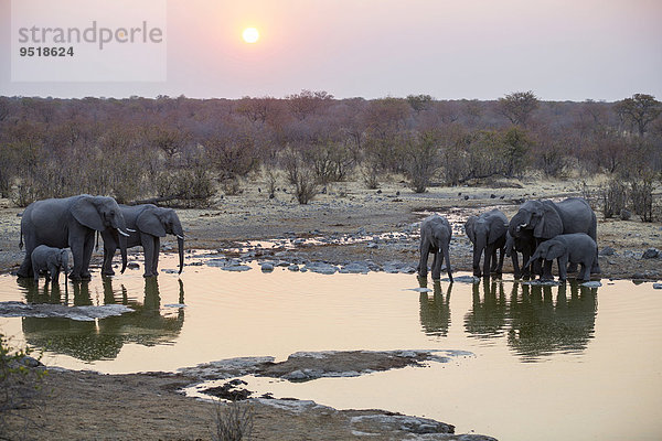 Afrikanische Elefanten (Loxodonta africana)  trinken an einer Wasserstelle bei Sonnenuntergang  Etosha-Nationalpark  Namibia  Afrika