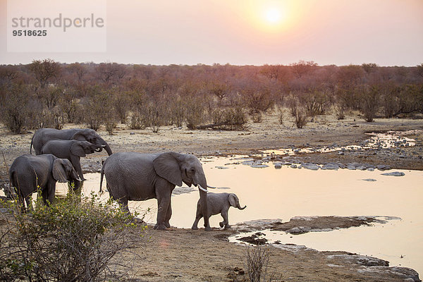 Afrikanische Elefanten (Loxodonta africana)  an einer Wasserstelle bei Sonnenuntergang  Etosha-Nationalpark  Namibia  Afrika