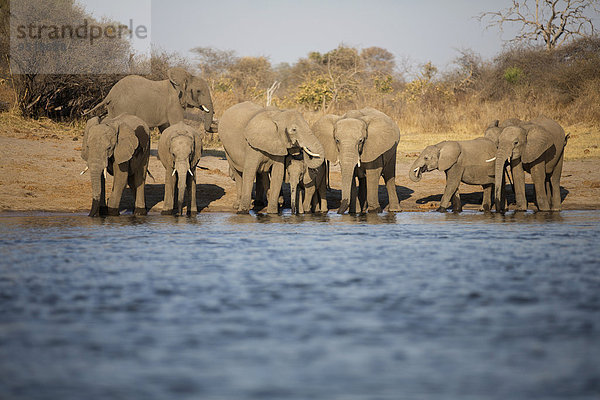 Afrikanische Elefanten (Loxodonta africana)  trinken am Fluss Okavango  Caprivi  Namibia  Afrika