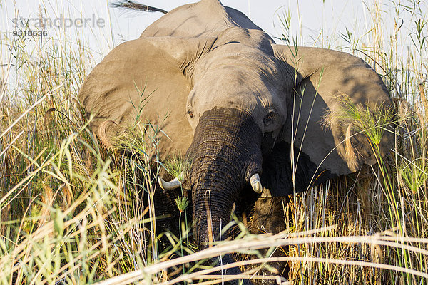 Afrikanischer Elefant (Loxodonta africana)  steht im Schilf  Fluss Okavango  Caprivi  Namibia  Afrika