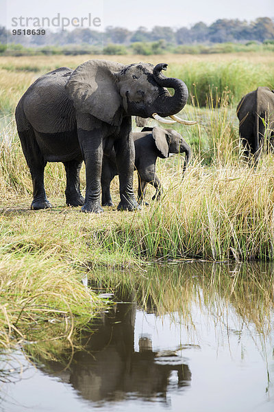 Afrikanische Elefanten (Loxodonta africana) Muttertier mit Jungtier  Nkasa-Lupala-Nationalpark  Caprivi  Namibia  Afrika