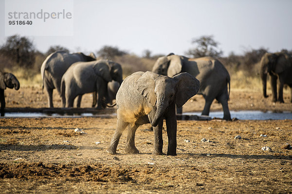 Afrikanischer Elefant (Loxodonta africana) Jungtier beim Staubbad  hinten trinken Elefanten an einer Wasserstelle  Etosha-Nationalpark  Namibia  Afrika