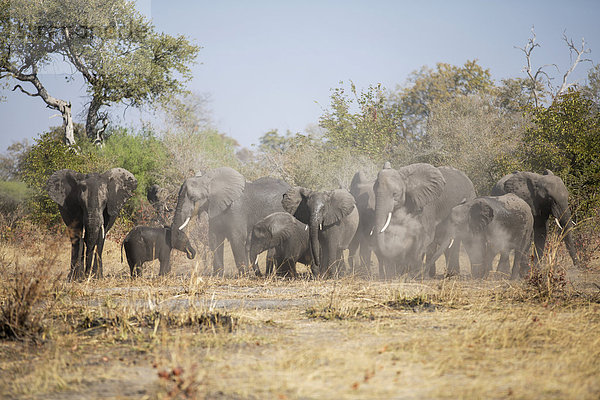 Afrikanische Elefanten (Loxodonta africana) Herde wirbelt Staub auf  Caprivi  Namibia  Afrika