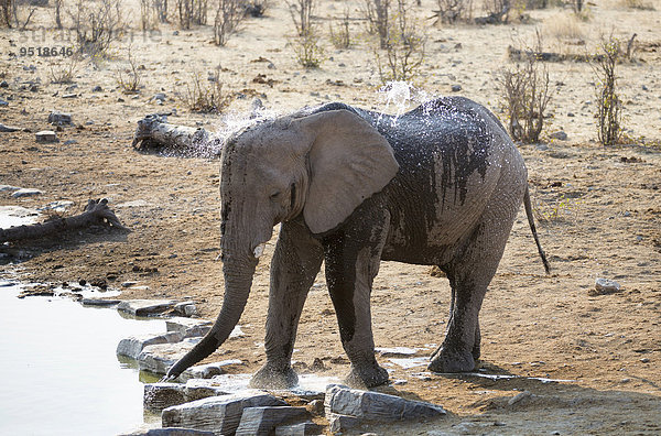 Afrikanischer Elefant (Loxodonta africana)  besprüht sich an einer Wasserstelle mit Wasser  Etosha-Nationalpark  Namibia  Afrika