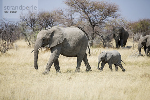 Afrikanische Elefanten (Loxodonta africana)  Elefantenherde geht durch trockene Graslandschaft  Etosha-Nationalpark  Namibia  Afrika